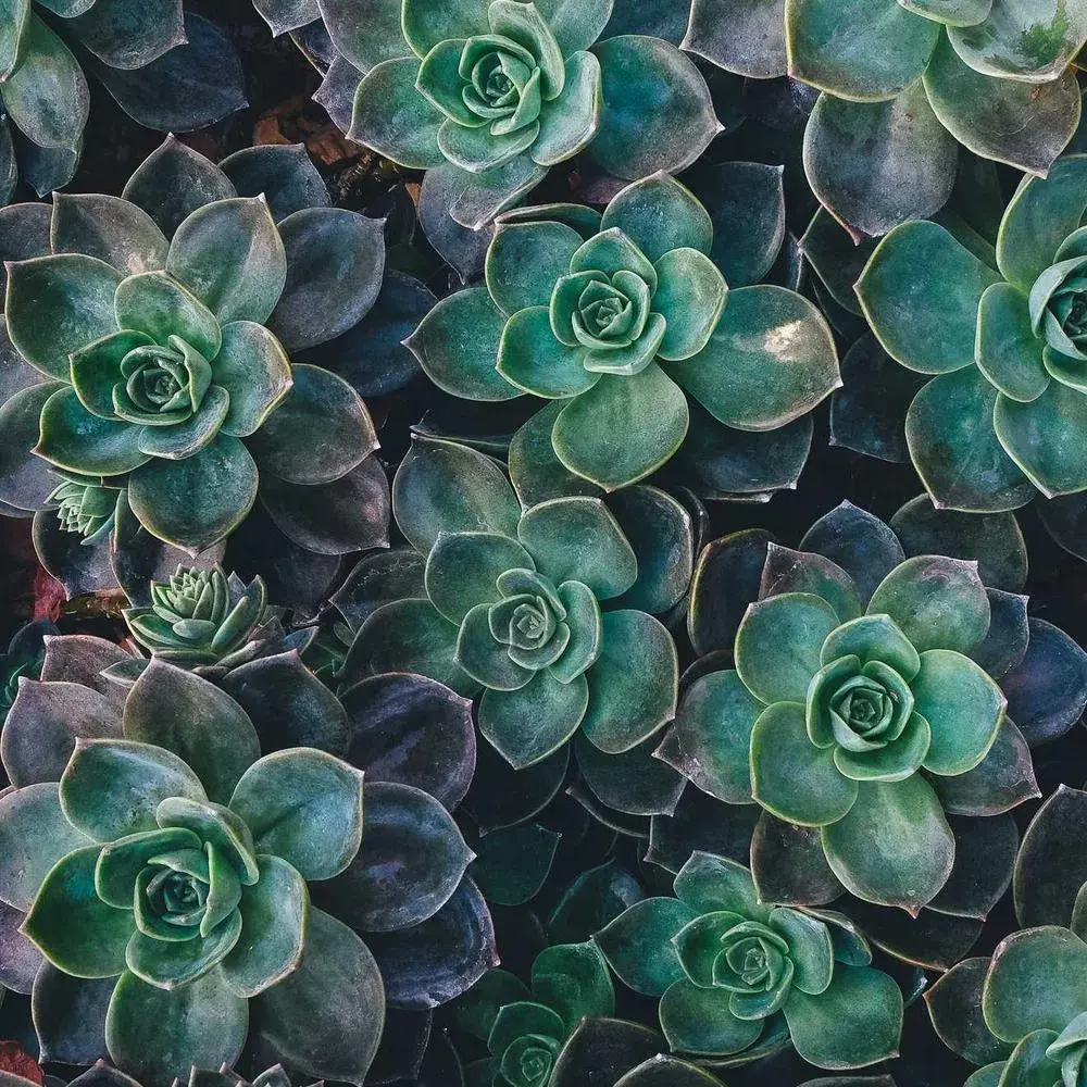 1000×1000 WebP